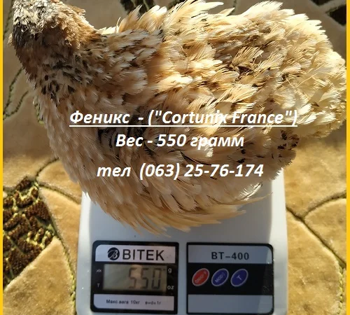 Яйца инкубационные перепела Феникс Золотистый - бройлер - фото № 1