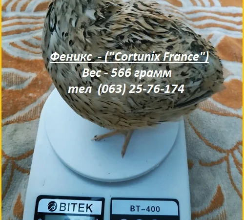 Яйца инкубационные перепела Феникс Золотистый - бройлер - фото № 2