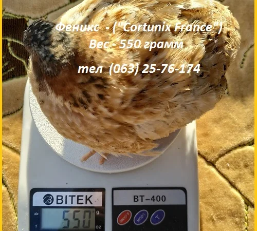 Яйца инкубационные перепела Феникс Золотистый - бройлер - фото № 3