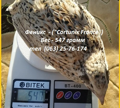 Яйца инкубационные перепела Феникс Золотистый - бройлер - фото № 4