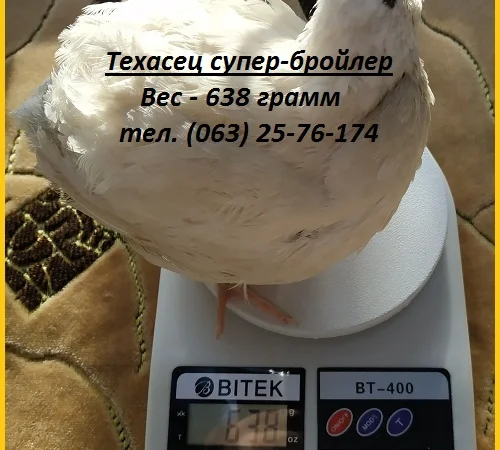 Яйца инкубационные перепела Белый Техасец - супер бройлер (США) - фото № 1