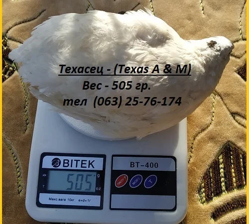 Яйца инкубационные перепела Белый Техасец - супер бройлер (США) - фото № 4