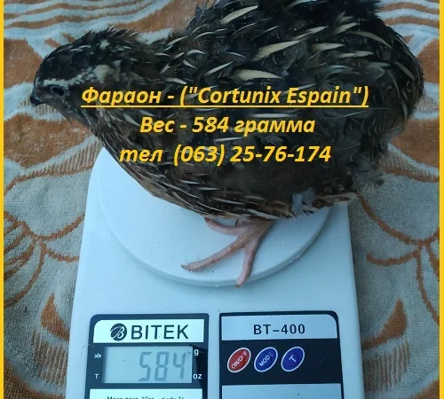 Яйца инкубационные перепела Фараон испанский - фото № 1