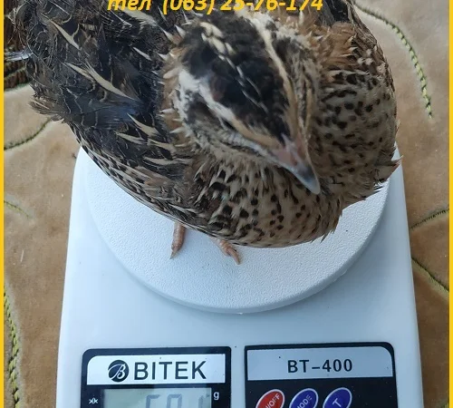 Яйца инкубационные перепела Фараон испанский - фото № 2