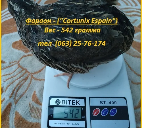 Яйца инкубационные перепела Фараон испанский - фото № 3