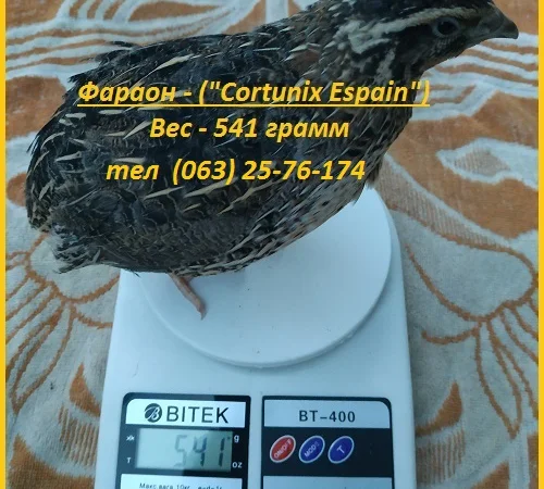 Яйца инкубационные перепела Фараон испанский - фото № 4