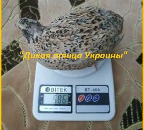 Инкубационные яйца Феникс - яйца инкубационные перепела - фото № 3