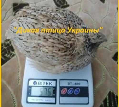 Инкубационные яйца Феникс - яйца инкубационные перепела - фото № 4