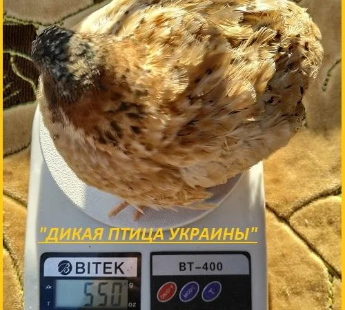 Инкубационные яйца Феникс - яйца инкубационные перепела - фото № 1