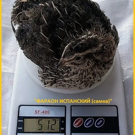 Яйцо инкубационное перепела Фараон Испанский и молодняк - фото № 1