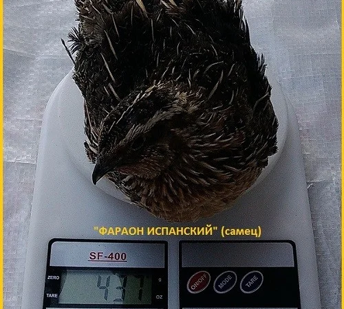 Яйцо инкубационное перепела Фараон Испанский и молодняк - фото № 2