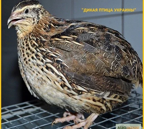 Яйцо инкубационное перепела Фараон Испанский и молодняк - фото № 3