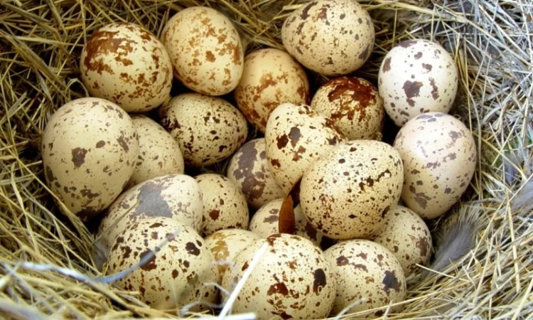 Яйцо инкубационное перепела Фараон Испанский и молодняк - фото № 6