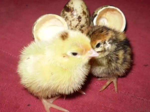 Яйцо инкубационное перепела Фараон Испанский и молодняк - фото № 4