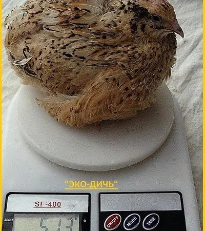 Яйцо инкубационное перепела Феникс Золотистый - бройлер и молодняк - фото № 1