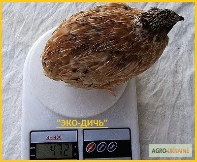 Яйцо инкубационное перепела Феникс Золотистый - бройлер и молодняк - фото № 2