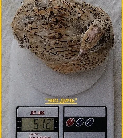 Яйцо инкубационное перепела Феникс Золотистый - бройлер и молодняк - фото № 3