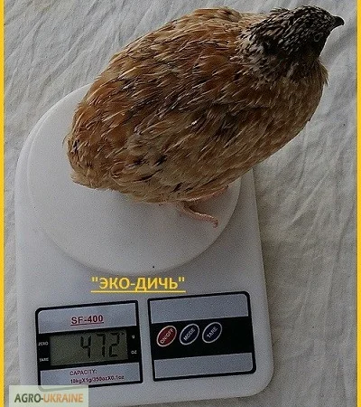 Яйцо инкубационное перепела Феникс Золотистый - бройлер и молодняк - фото № 4