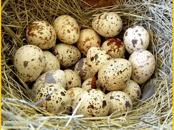 Яйцо инкубационное перепела Феникс Золотистый - бройлер и молодняк - фото № 6