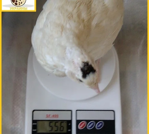 Яйцо инкубационное перепела Техасец - супер бройлер и молодняк - фото № 2