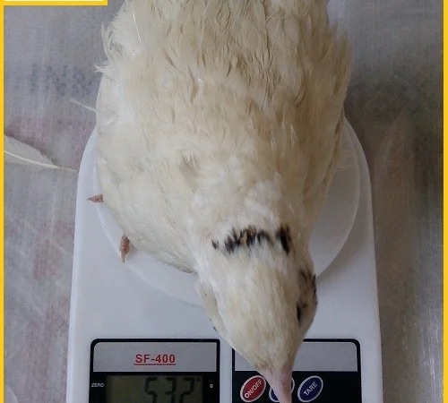 Яйцо инкубационное перепела Техасец - супер бройлер и молодняк - фото № 3