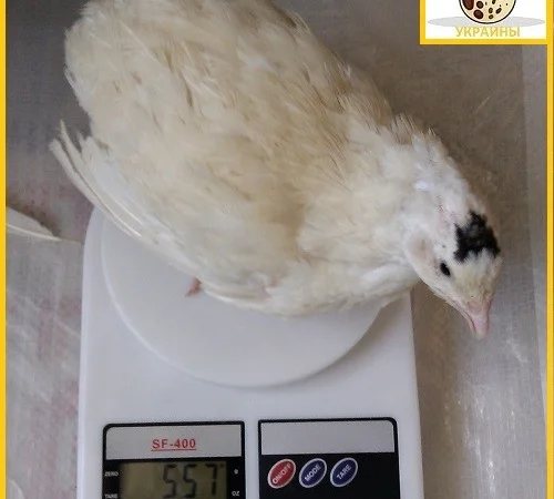 Яйцо инкубационное перепела Техасец - супер бройлер и молодняк - фото № 1