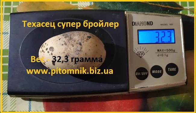 Яйца инкубационные "Техасец белый утяжеленный " - супер бройлер - фото № 1