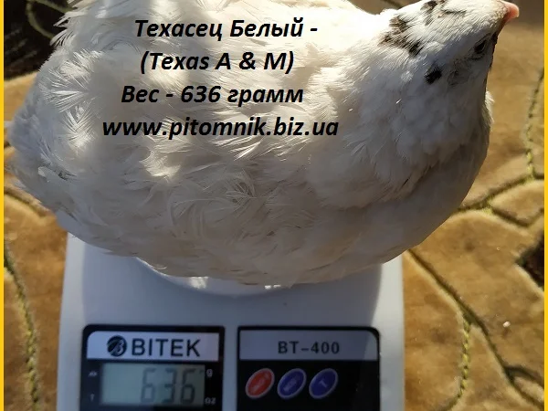 Яйца инкубационные "Техасец белый утяжеленный " - супер бройлер - фото № 2