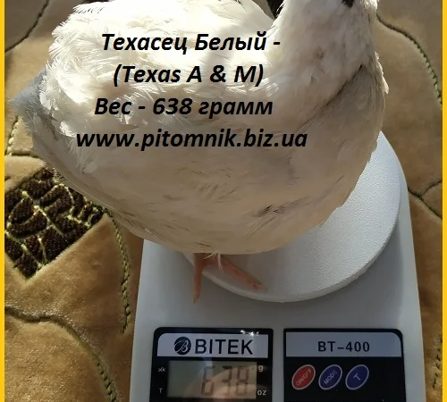 Яйца инкубационные "Техасец белый утяжеленный " - супер бройлер - фото № 3