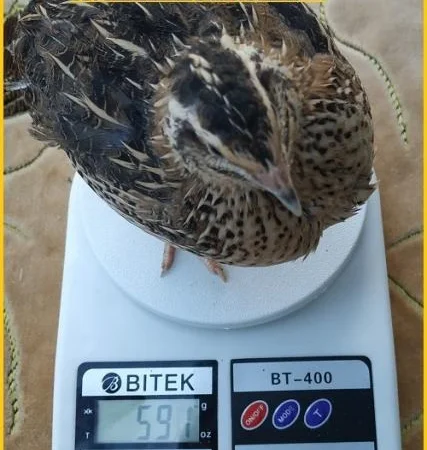 Яйца инкубационные "Техасец белый утяжеленный " - супер бройлер - фото № 5