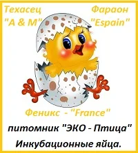 Яйца инкубационные перепела Фараон (селекция Espana) - фото № 4