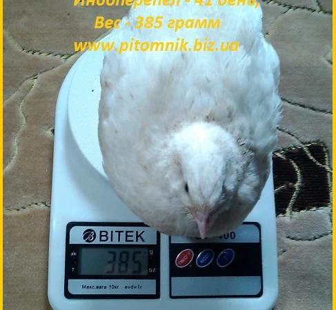 Индоперепела яйца инкубационные - фото № 1