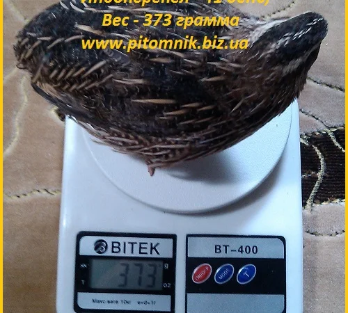 Индоперепела яйца инкубационные - фото № 2