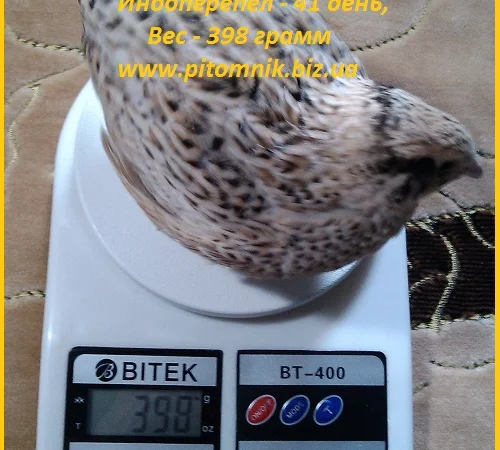 Индоперепела яйца инкубационные - фото № 3