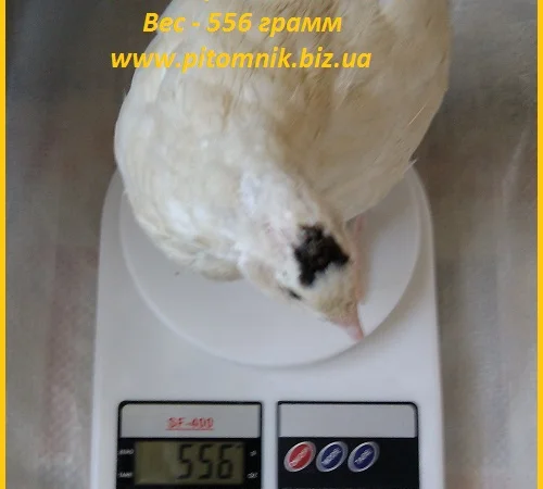 Индоперепела яйца инкубационные - фото № 4