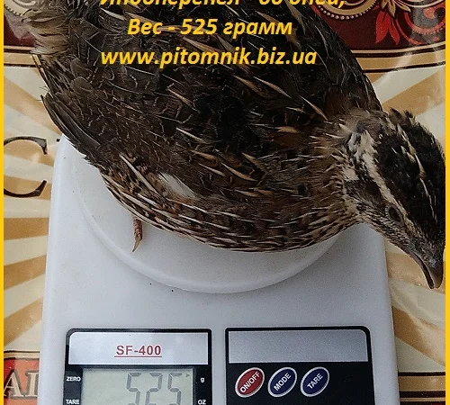 Индоперепела яйца инкубационные - фото № 5