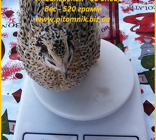 Индоперепела яйца инкубационные - фото № 6