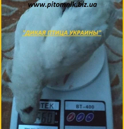 Яйца инкубационные порода "Техасский белый" - бройлер (США) - фото № 1