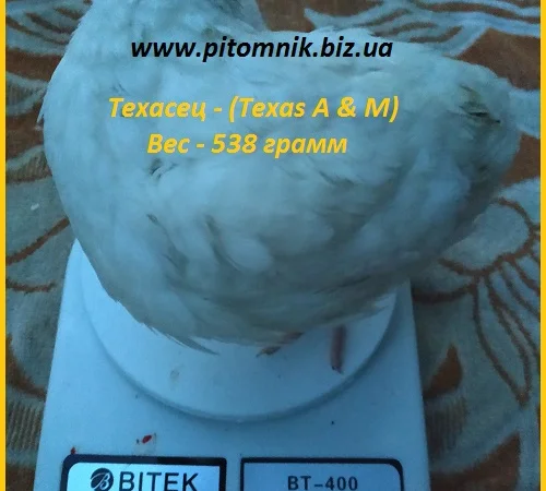 Яйца инкубационные порода "Техасский белый" - бройлер (США) - фото № 2