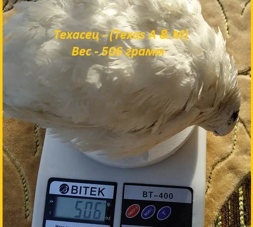 Яйца инкубационные порода "Техасский белый" - бройлер (США) - фото № 3