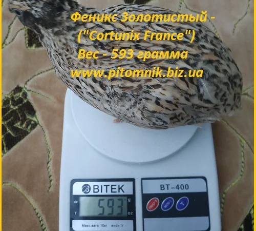 Яйца инкубационные для маточного стада перепелов - фото № 3