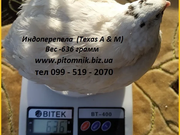 Інкубаційні яйця перепела - Техасець, Фенікс, Фараон (USA) - фото № 1