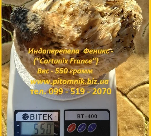 Інкубаційні яйця перепела - Техасець, Фенікс, Фараон (USA) - фото № 3