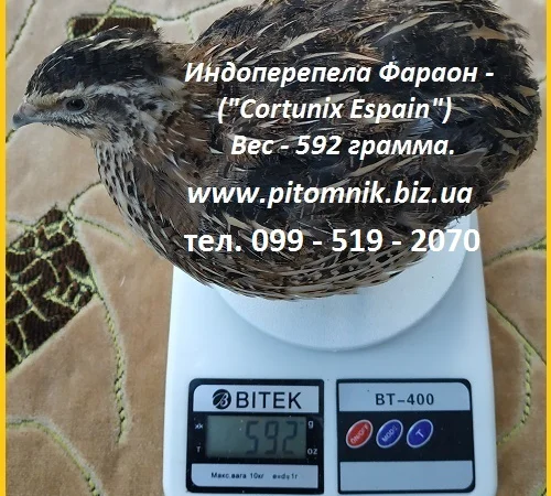 Інкубаційні яйця перепела - Техасець, Фенікс, Фараон (USA) - фото № 4