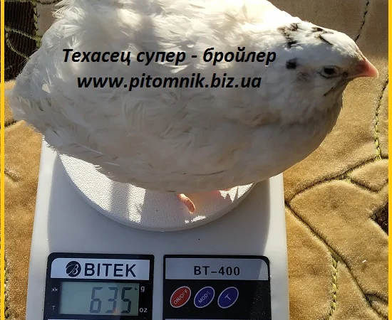 Яйца инкубационные "Техасец белый" - супер бройлер - фото № 1