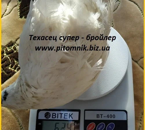 Яйца инкубационные "Техасец белый" - супер бройлер - фото № 2