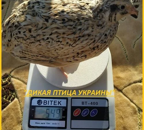 Яйцо инкубационные перепела Феникс Золотистый - (France) - фото № 3