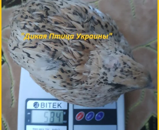 Инкубационные яйца перепелов - фото № 1