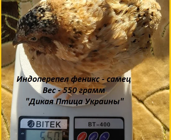 Инкубационные яйца перепелов - фото № 2