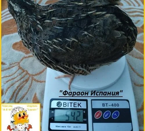 Инкубационные яйца перепелов - фото № 6